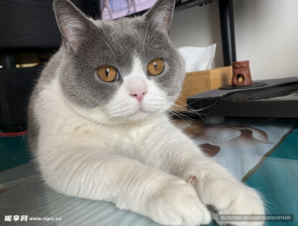 猫