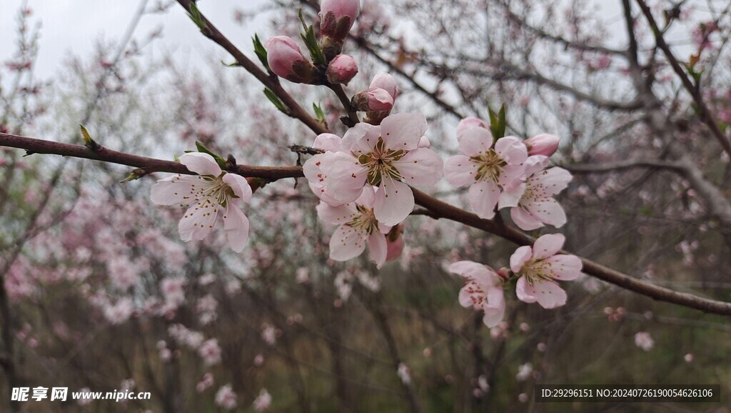 桃花