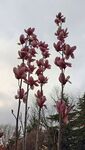 白色玉兰花 