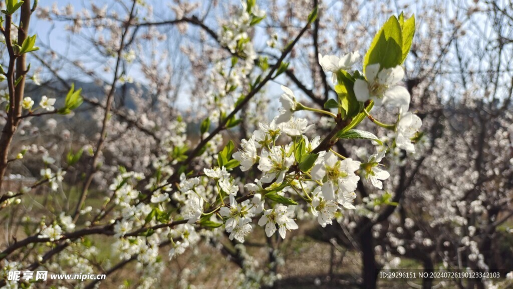 桃花摄影