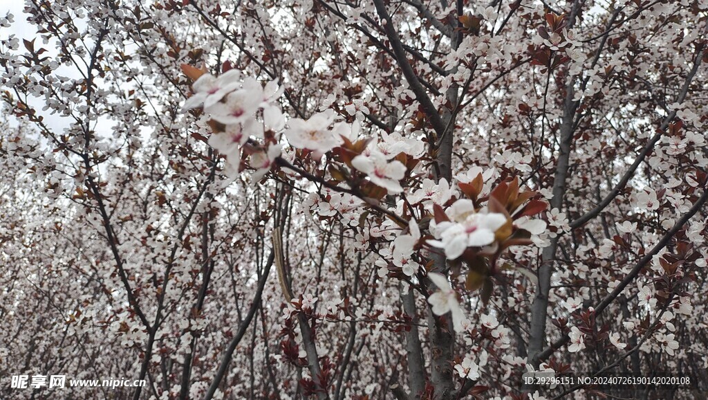  重瓣桃花