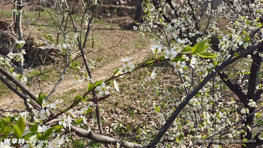 红粉桃花