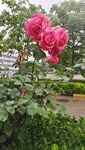 月季花