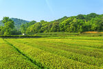 茶叶地