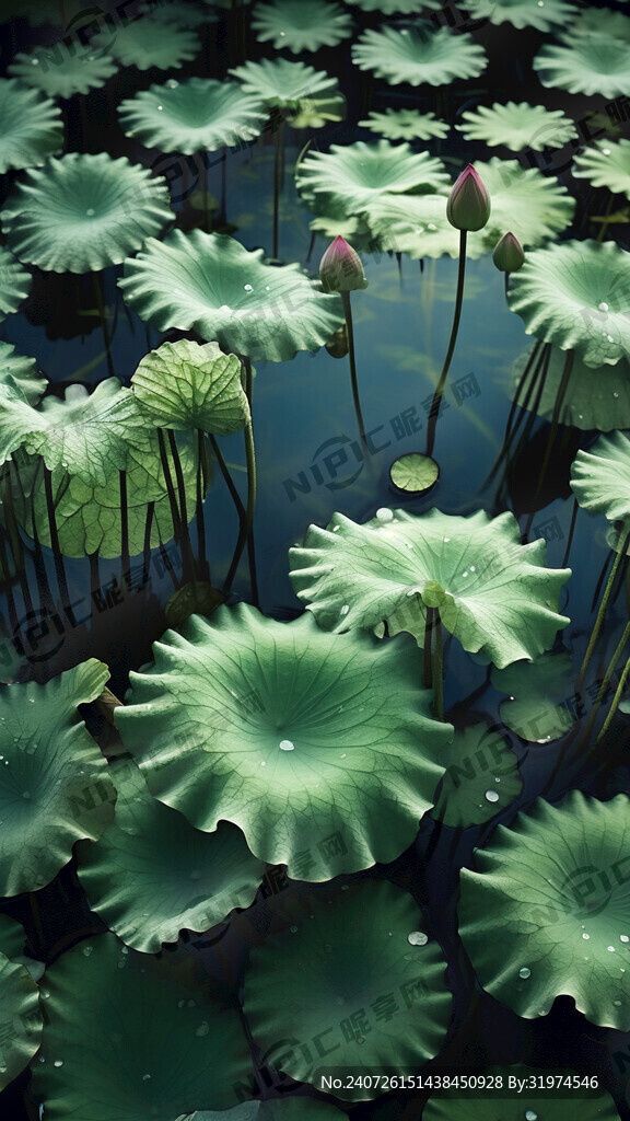 荷叶 荷花 湖水 俯瞰 莲蓬