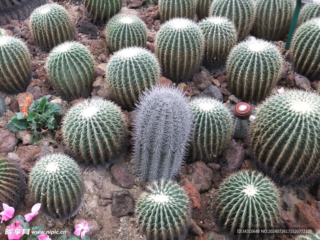 仙人掌仙人球盆栽沙漠植物防辐射