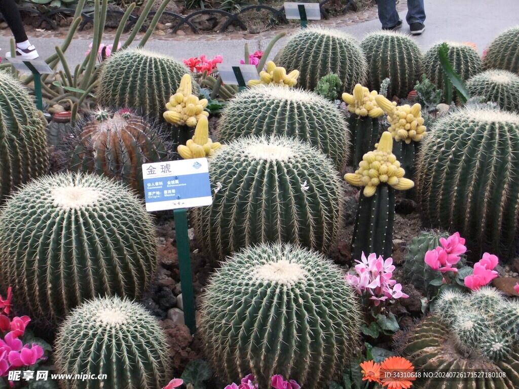 仙人掌仙人球盆栽沙漠植物防辐射