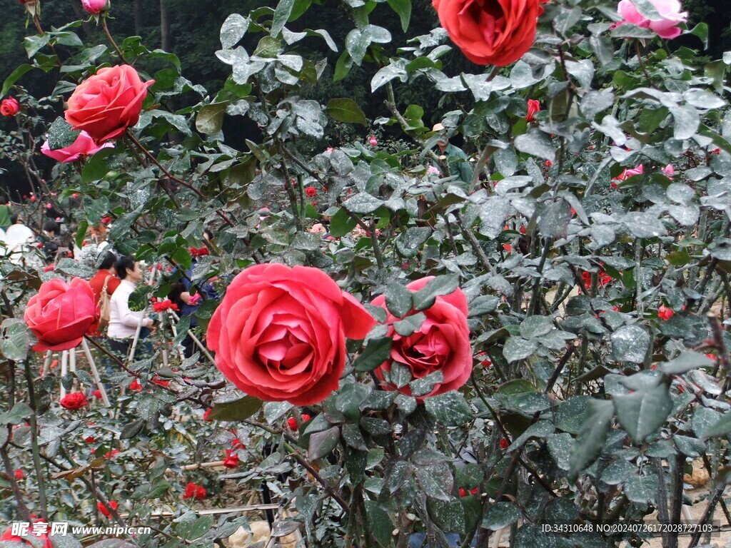 鲜花鲜艳美丽唯美繁花漂亮花朵