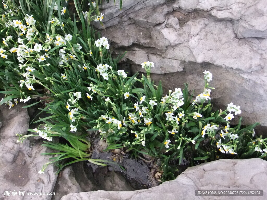 鲜花鲜艳美丽唯美繁花漂亮花朵