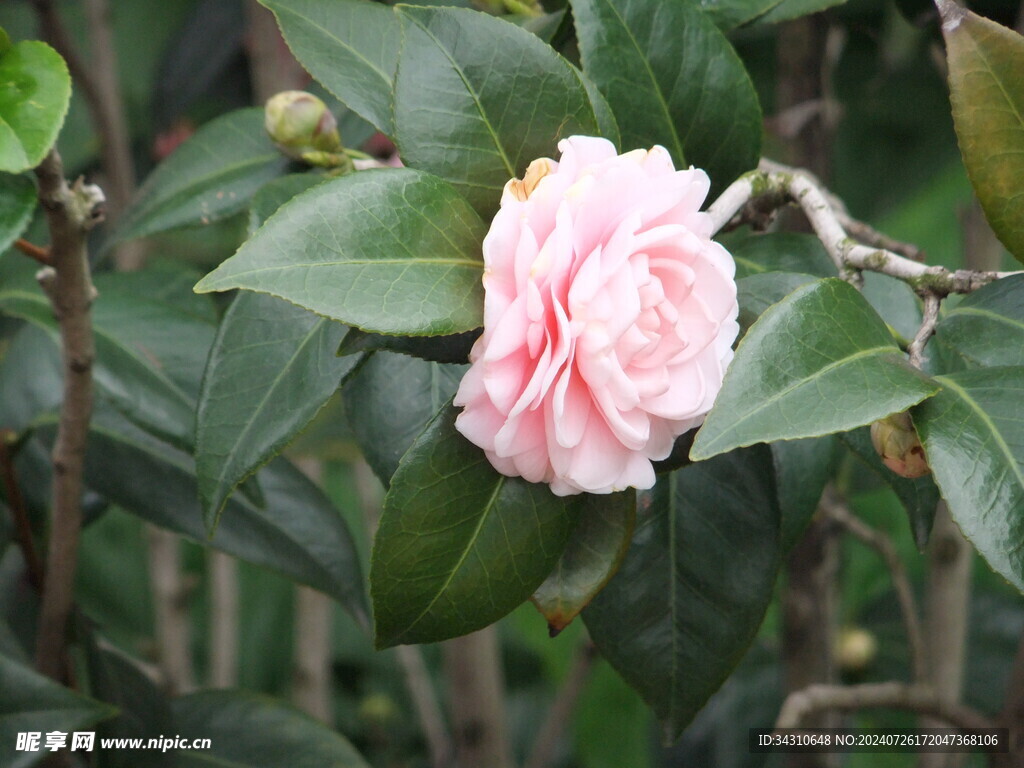 鲜花鲜艳美丽唯美繁花漂亮花朵