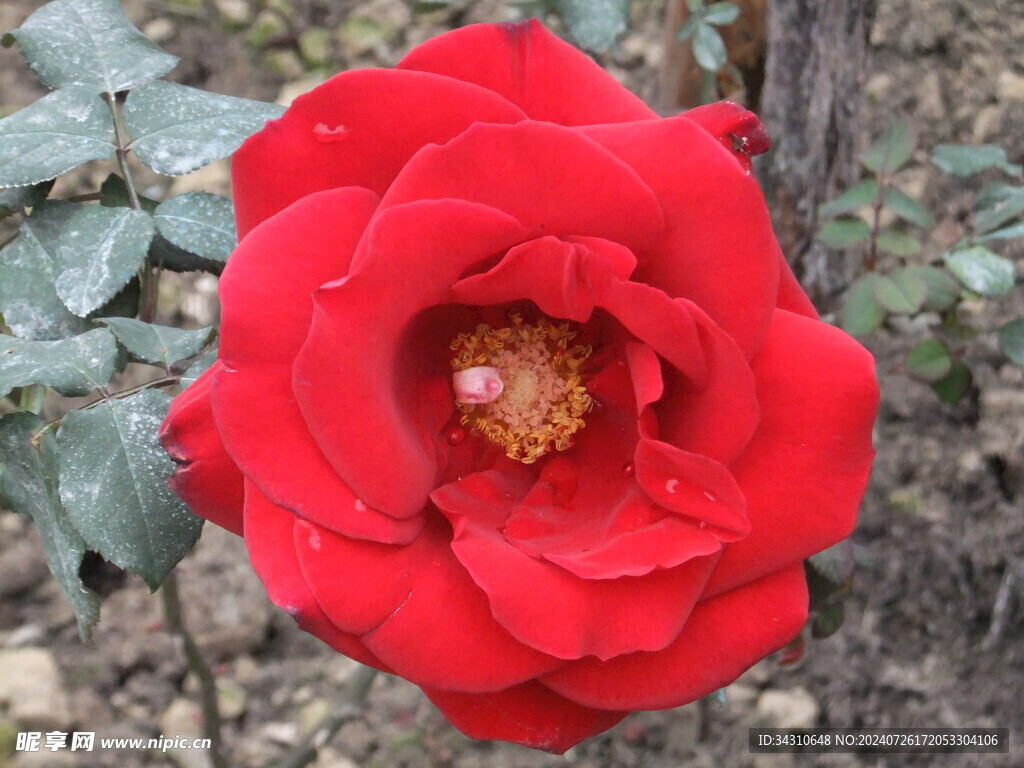 鲜花鲜艳美丽唯美繁花漂亮花朵