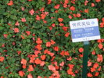 鲜花鲜艳美丽唯美繁花漂亮花朵