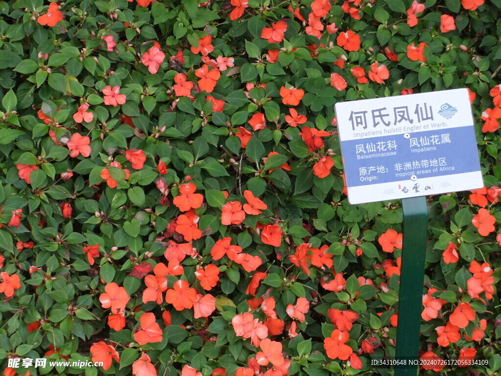 鲜花鲜艳美丽唯美繁花漂亮花朵