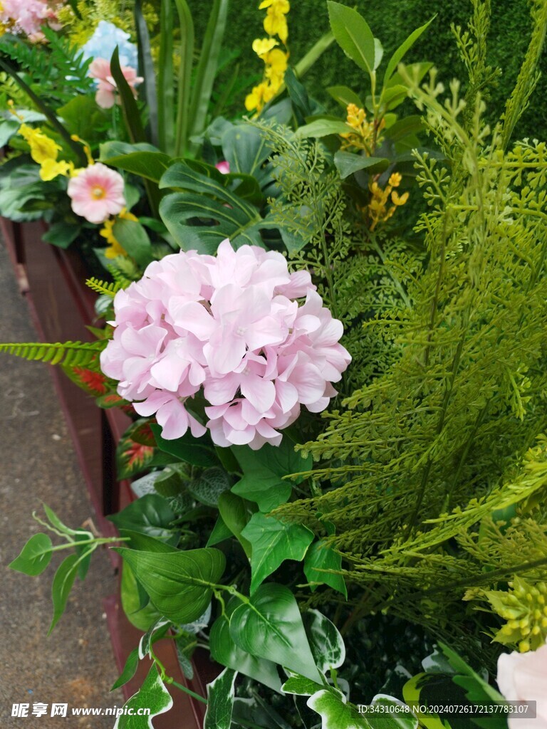 鲜花鲜艳美丽唯美繁花漂亮花朵