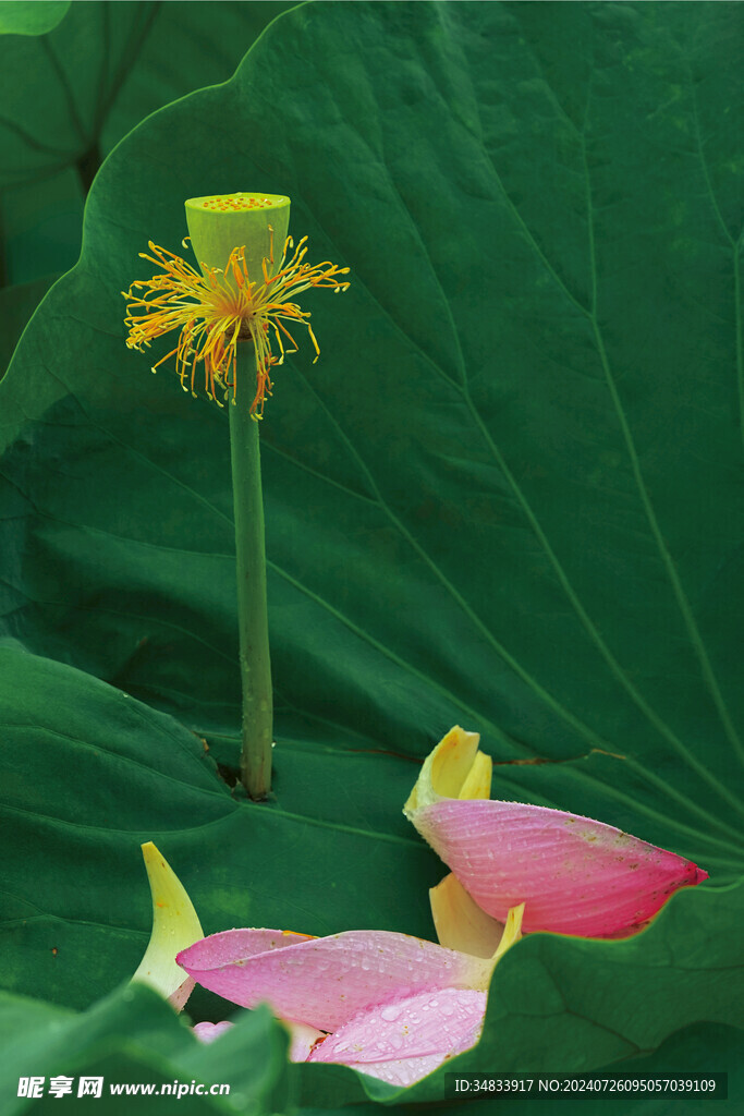 荷花