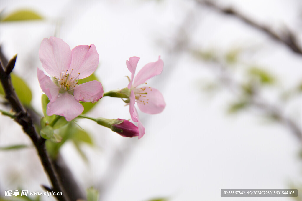 樱花