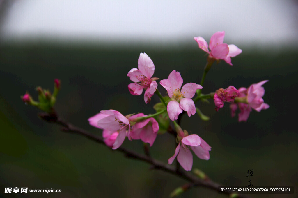 樱花