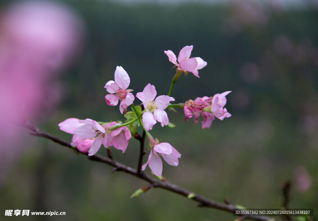 樱花