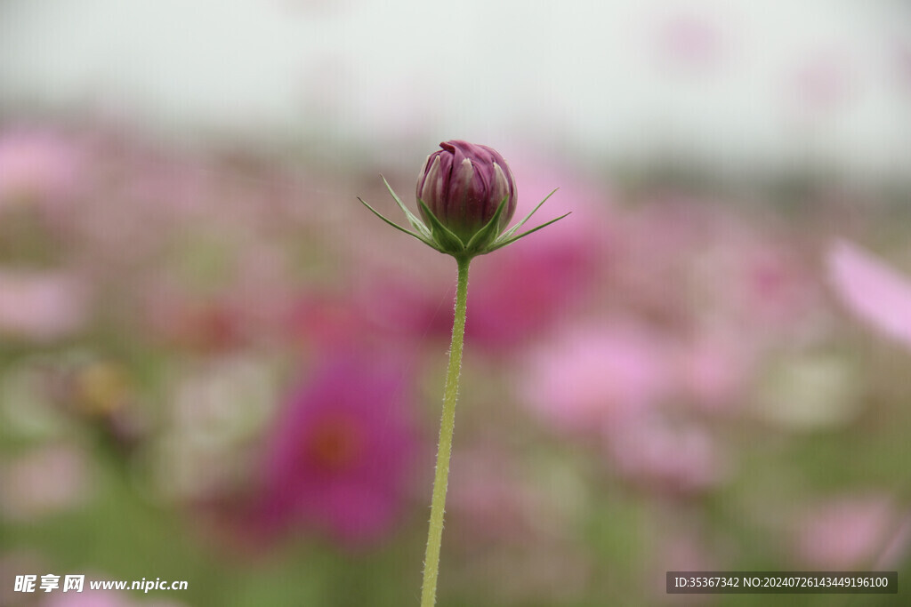 格桑花