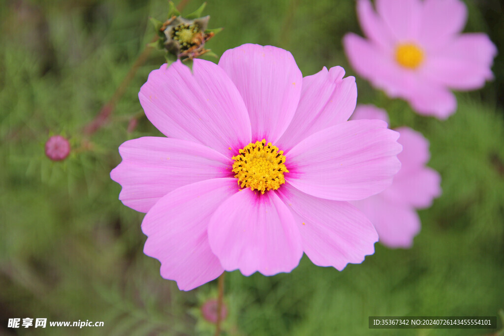 格桑花