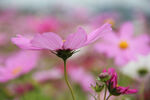 格桑花