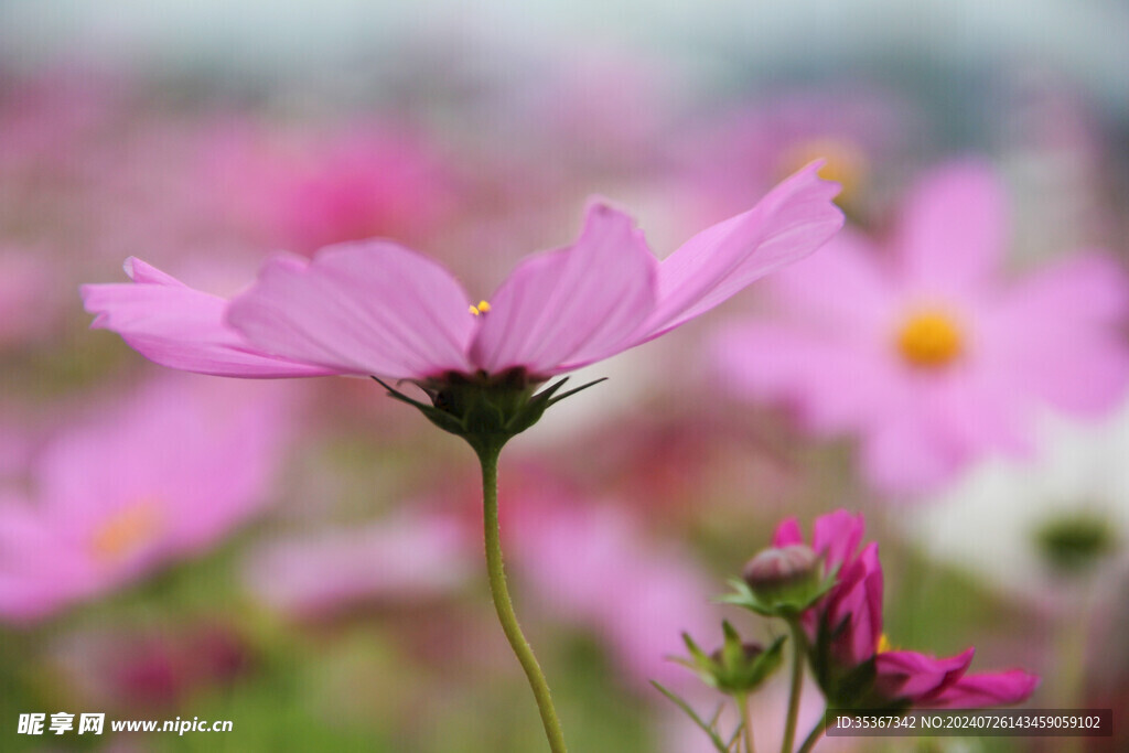 格桑花