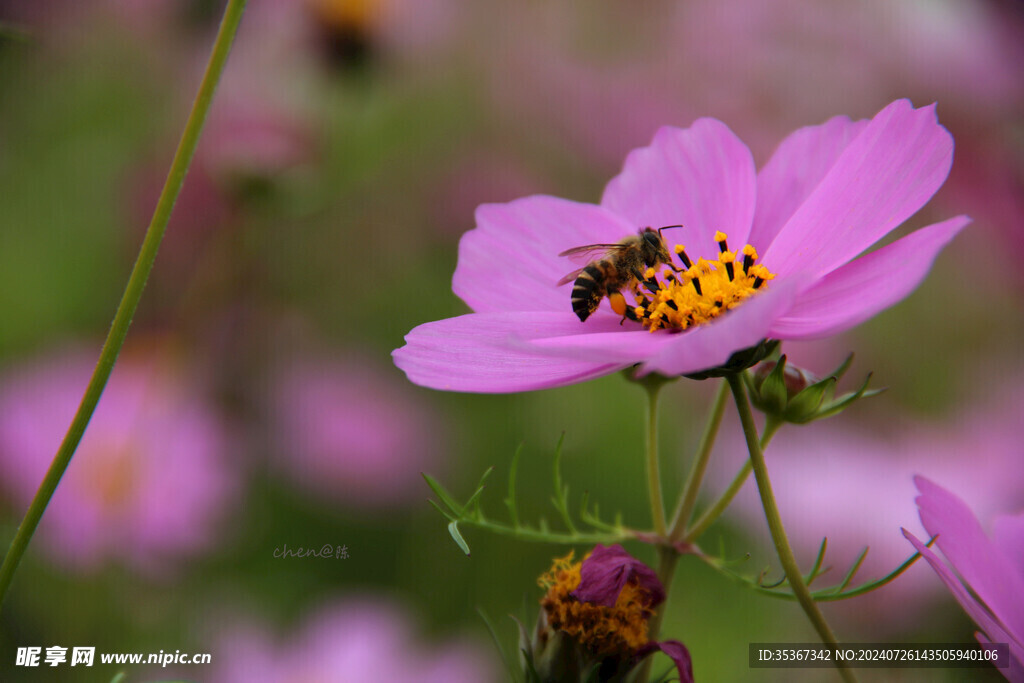 格桑花