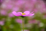格桑花
