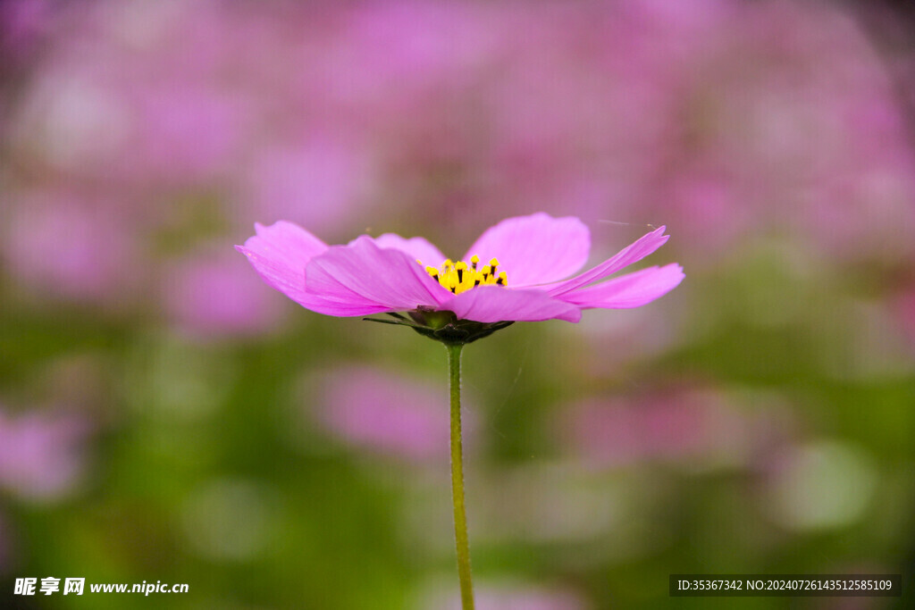 格桑花