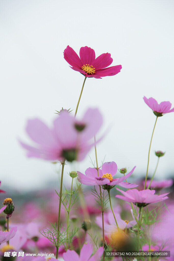 格桑花