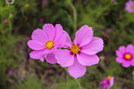 格桑花