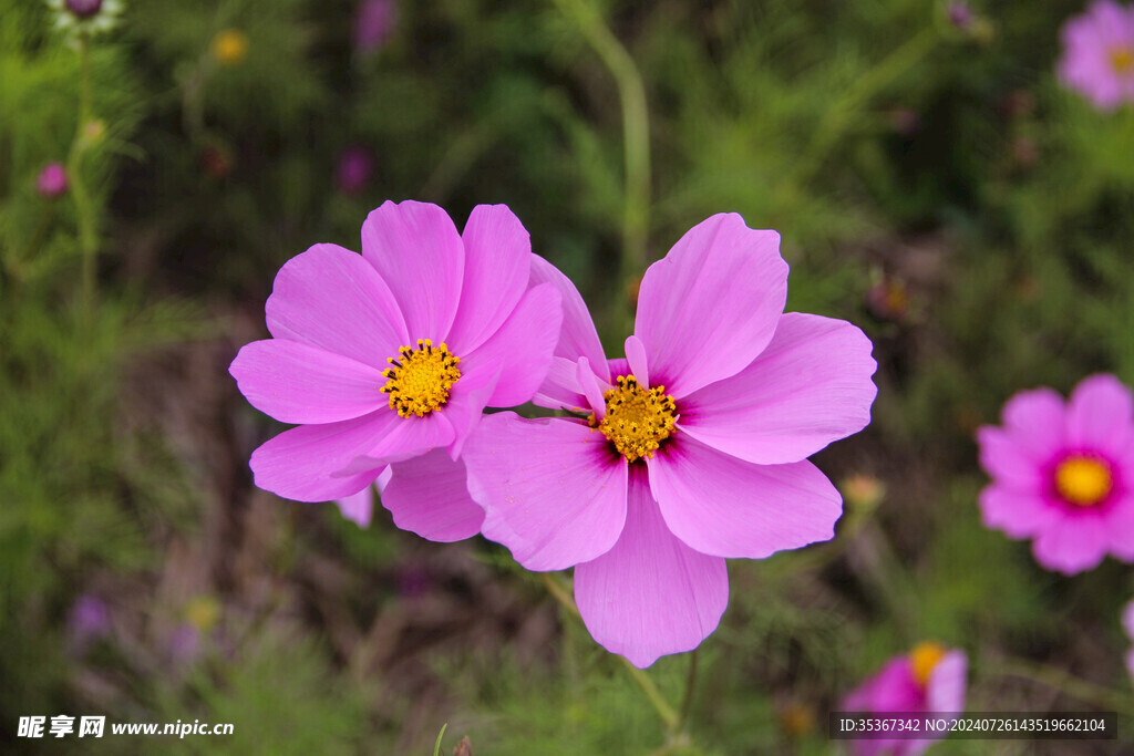 格桑花