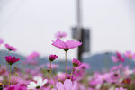 格桑花