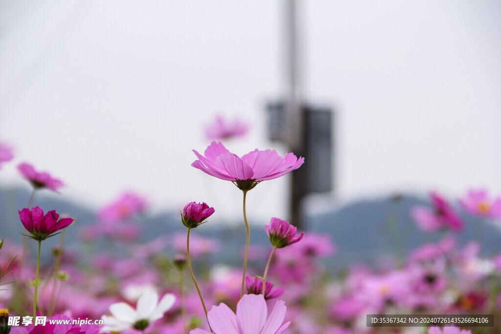 格桑花