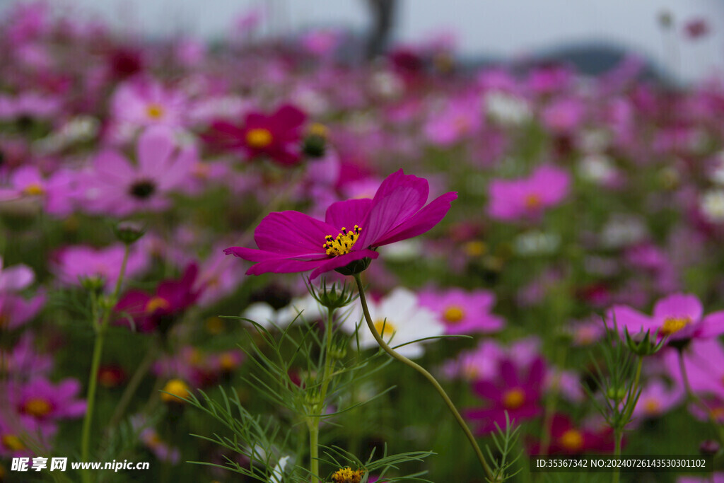 格桑花