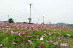 田野花