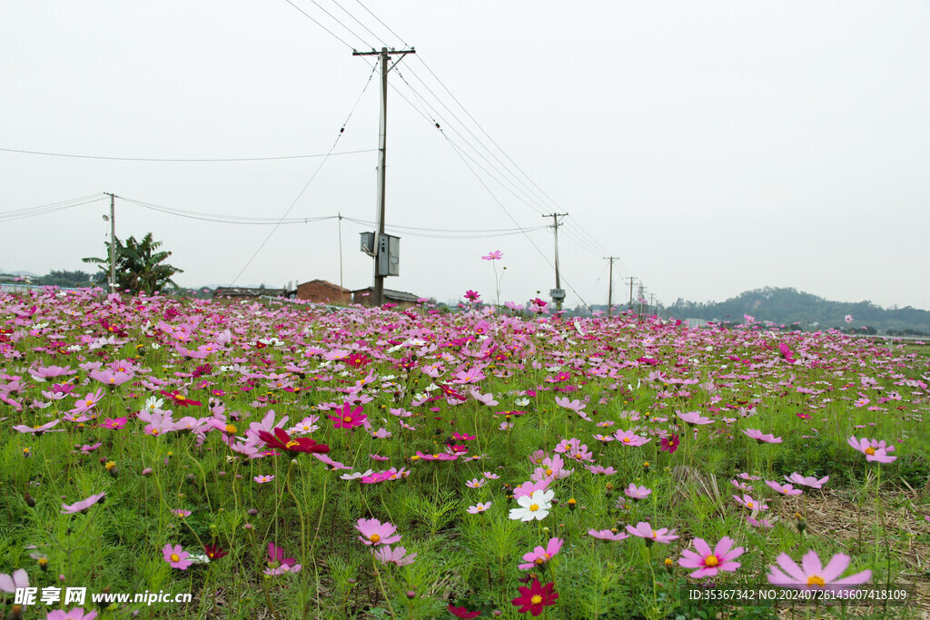 田野花