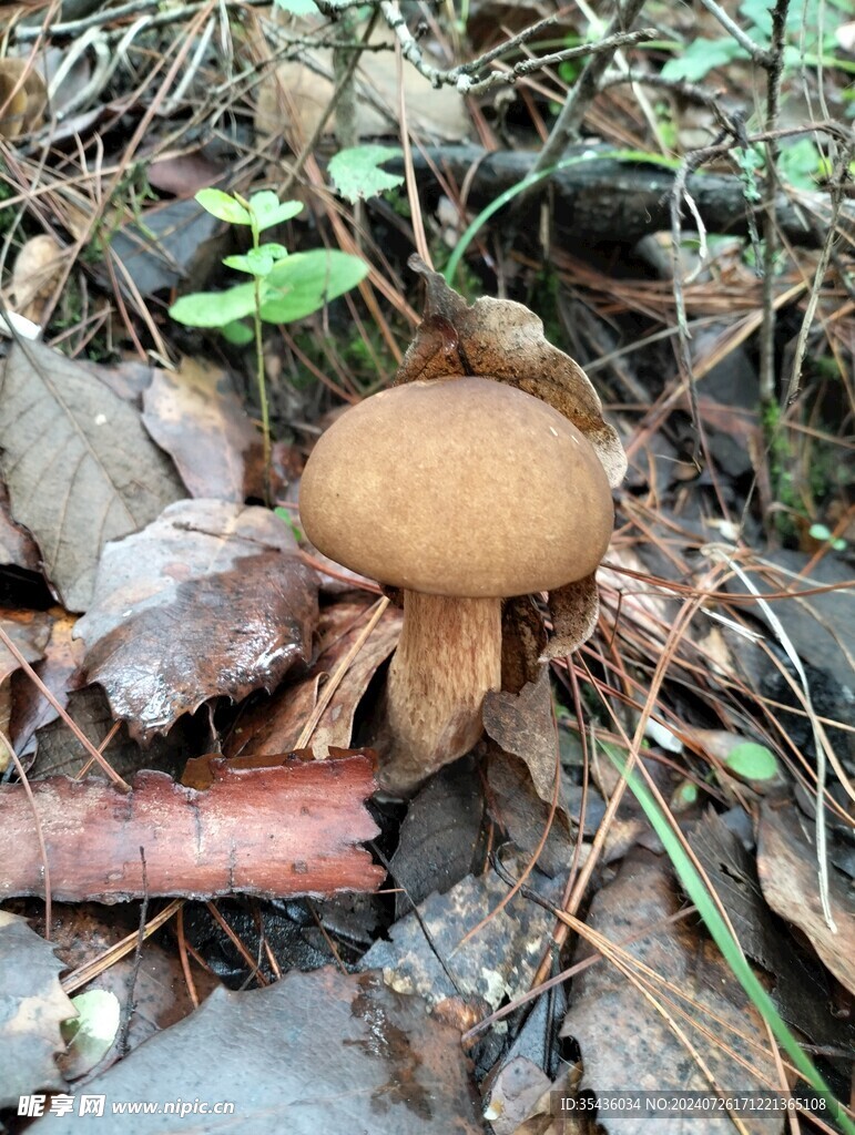 野生菌照片