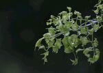 雨中绿叶