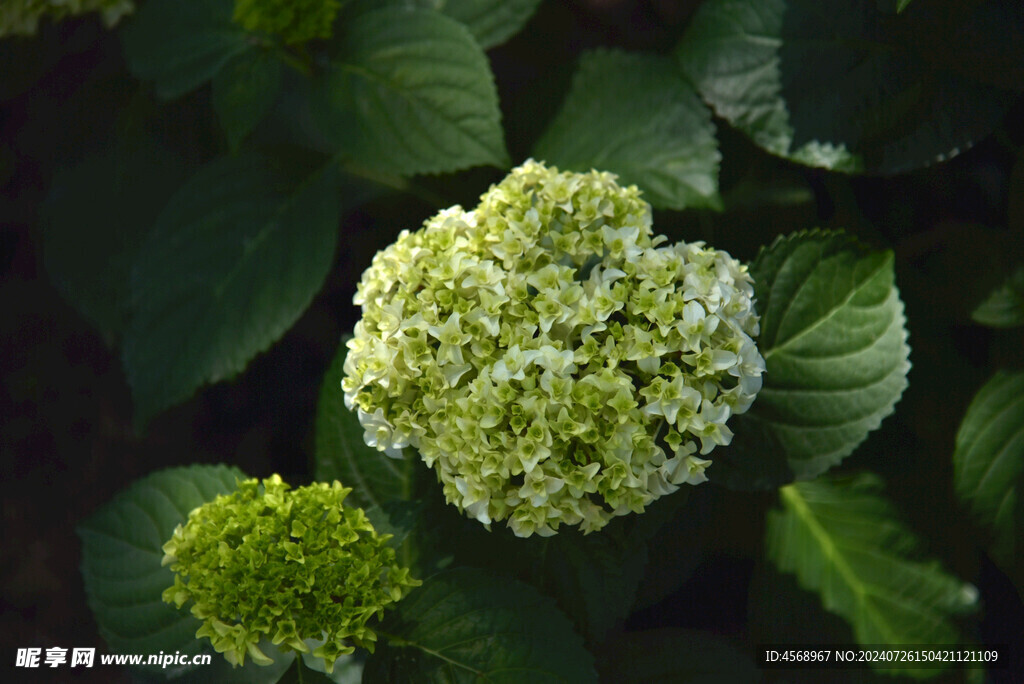 绣球花