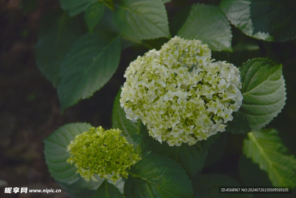 绣球花