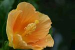 芙蓉花
