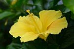 芙蓉