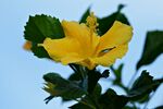 芙蓉