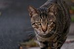 猫咪