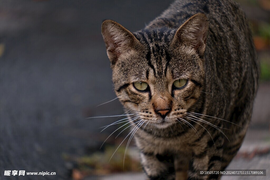 猫咪