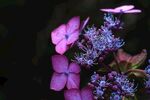 绣球花
