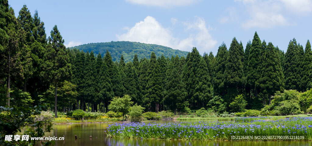 森林