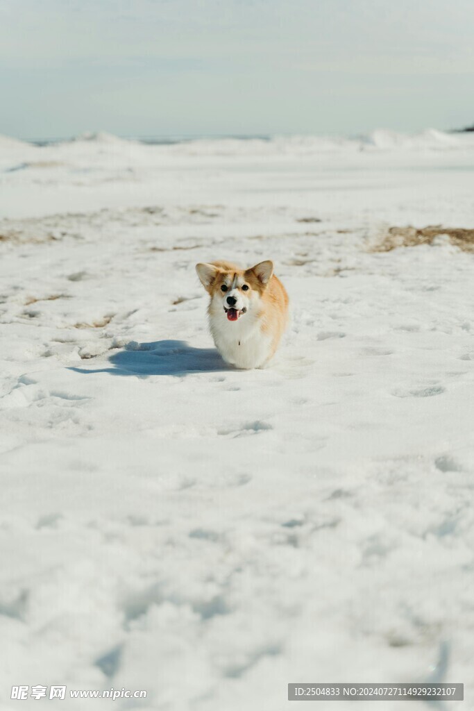 柯基