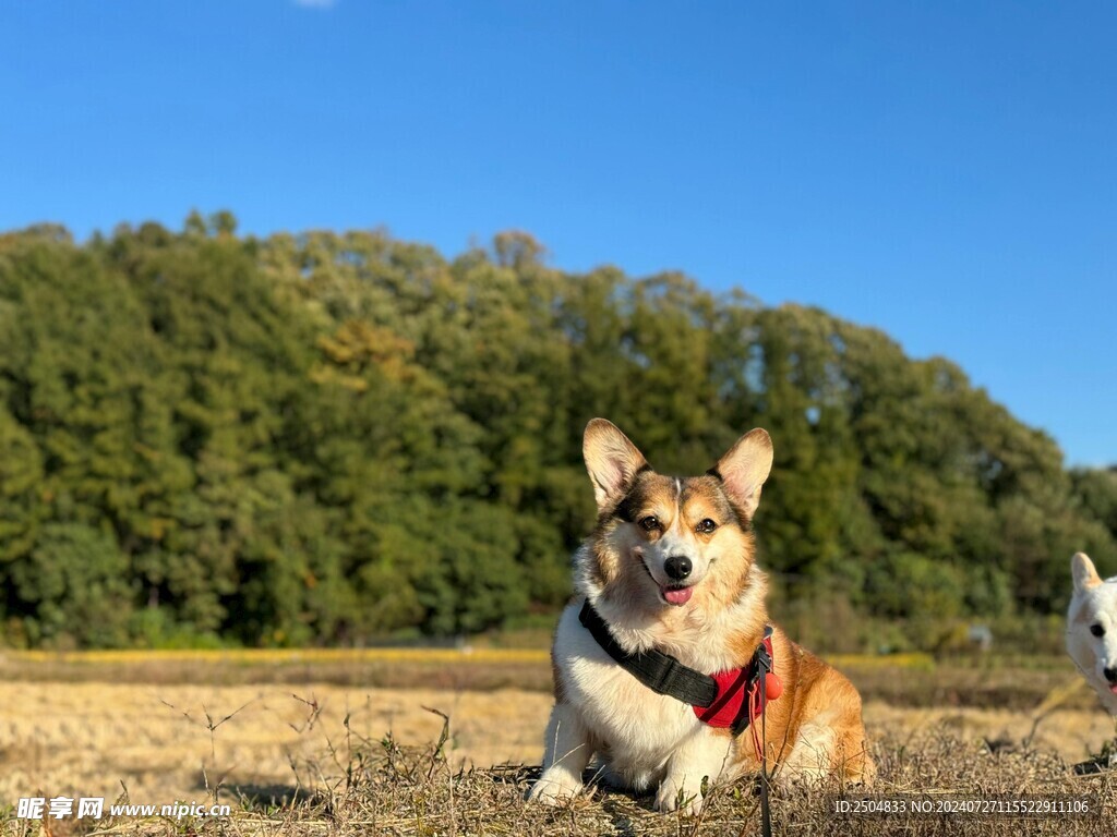 柯基